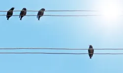Araçtan kargaya ateş eden şahsa para cezası