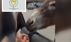 Tarım ve Doğal Kaynaklar Bakanlığı Hayvan Refahı Yasası'na dikkat çekti