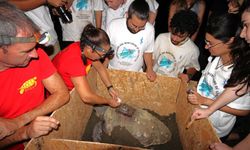 Caretta Caretta kaplumbağalarına uydu vericisi takıldı