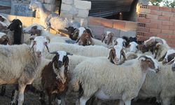 Çiçek hastalığı tazminatları ödendi