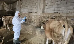 Hayvan Üreticileri Birliği'nden Şap Hastalığı Uyarısı: 'Her Üretici Kendi Çiftliğinden Sorumlu'