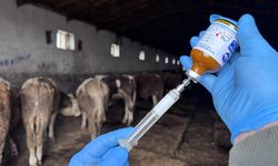 Şap hastalığıyla mücadelede 69 işletmede 7 bin 700 aşılama yapıldı