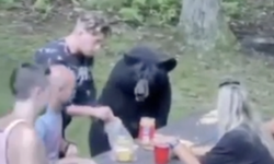 Sevimli ayı, piknikçilerle birlikte yemek yedi