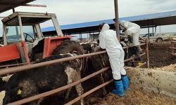 Veteriner Dairesi, 130 işletmede 17 bin 300 adet büyükbaş hayvanın aşılandığını duyurdu