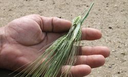 Çebi: 'Kuraklığa girmeyen bölgelerdeki ürün kayıpları için de ödeme yapılması yerinde bir karar'