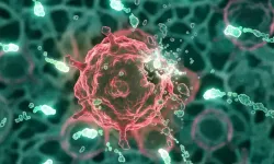 İspanya'da araştırmacılar farelerde pankreas kanserini tedavi etti