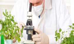 Yerli domates, kabak ve çarli biberde tavsiye dışı bitki koruma ürünü...