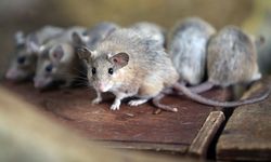 'Fare Mücadele Kampanyası' başlıyor