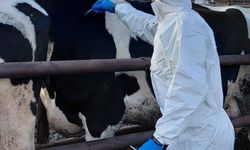 Güney Kıbrıs'a 10 bin doz şap aşısı teslim edildi