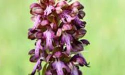 '14. Geleneksel Orkide Vadisi Gözlem Yürüyüşü' pazar günü yapılacak