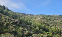 Yürüyüş gruplarından ortak basın açıklaması: 'Ormanlar hepimizindir'