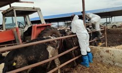 Güney Kıbrıs'ta şap hastalığı domuz çiftliklerine de sıçradı