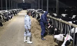 Şap hastalığı için Sağlık Teknik Komitesi'ndeki Kıbrıslı Türk üyelerle yeniden diyalog gündemde