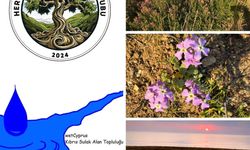 Yeniboğaziçi Salamis Sulak Alanı'nda temizlik yapılacak