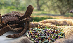 Güzelyurt'ta zeytin ve harup hasat tarihleri belirlendi