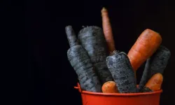 Siyah havuçlu şalgam suyundan izole edilen bakterinin kanser hücrelerini azalttığı belirlendi