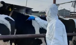 Şap hastalığı nedeniyle uygulanan bölgesel karantina kaldırılıyor