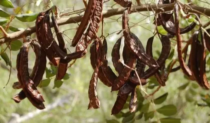 Girne’de harnup toplamaya başlama tarihi 15 Ağustos