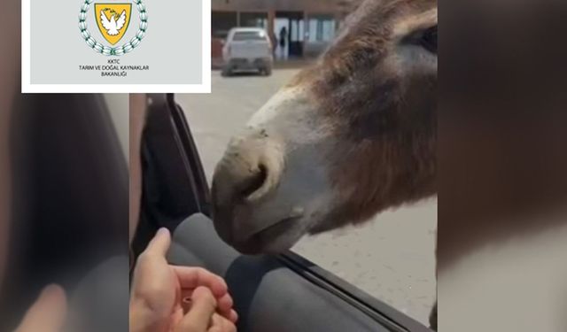 Tarım ve Doğal Kaynaklar Bakanlığı Hayvan Refahı Yasası'na dikkat çekti