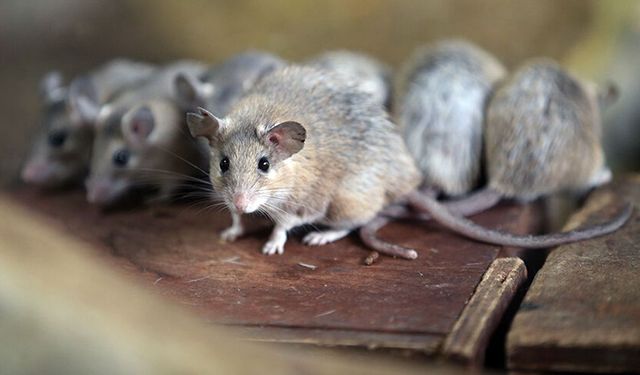 'Fare Mücadele Kampanyası' başlıyor