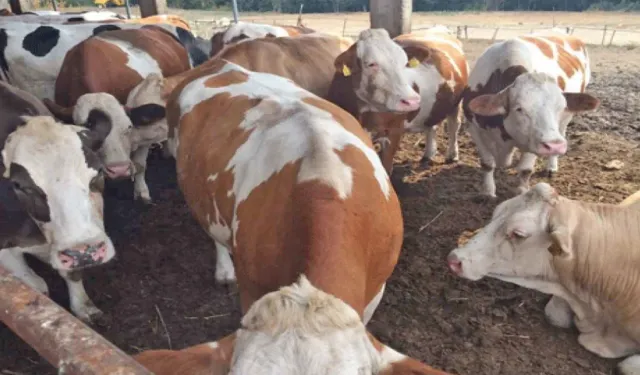 Güney Kıbrıs'ta şap alarmı: Tüm hayvancılık işletmeleri karantinada