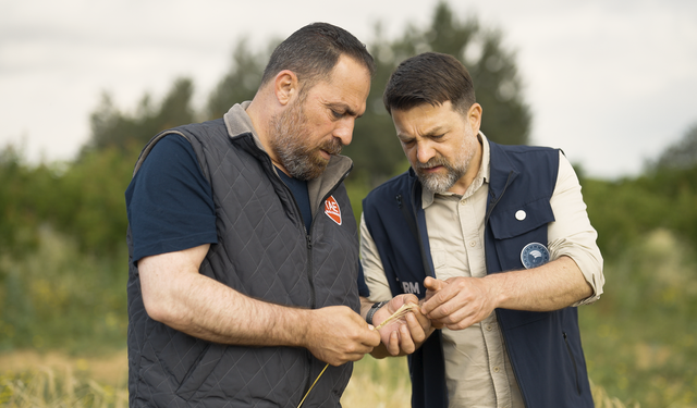 Arpa çeşit adaylarının hasadı yapıldı