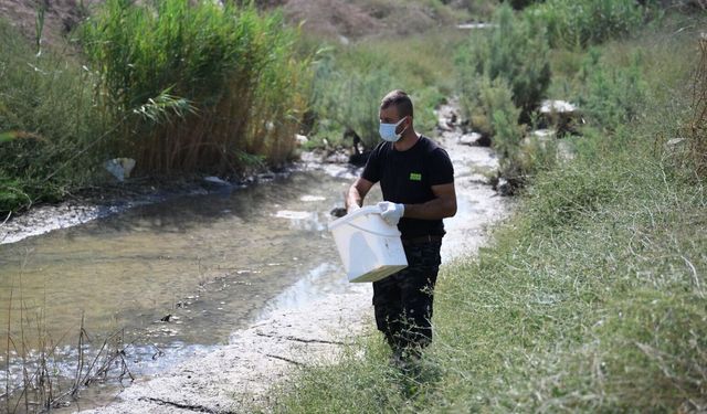 LTB, Batı Nil Virüsü'ne karşı sivrisinek üreme alanlarında mücadeleyi yoğunlaştırdı