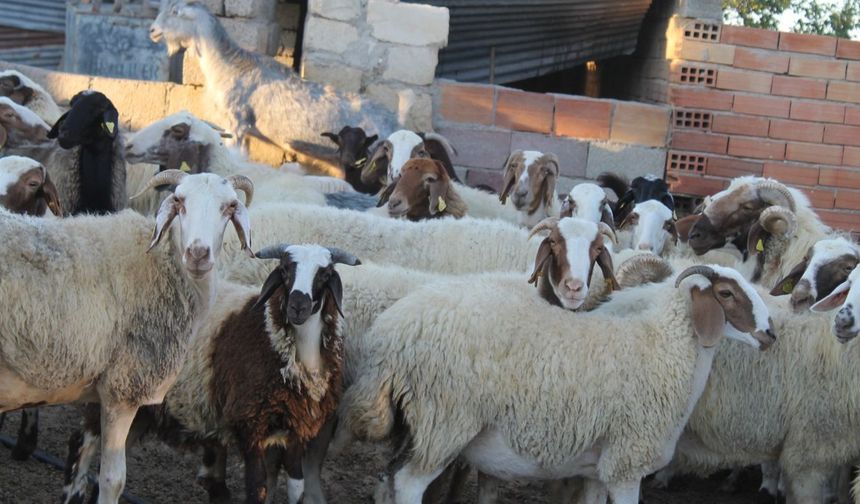 Çiçek hastalığı tazminatları ödendi