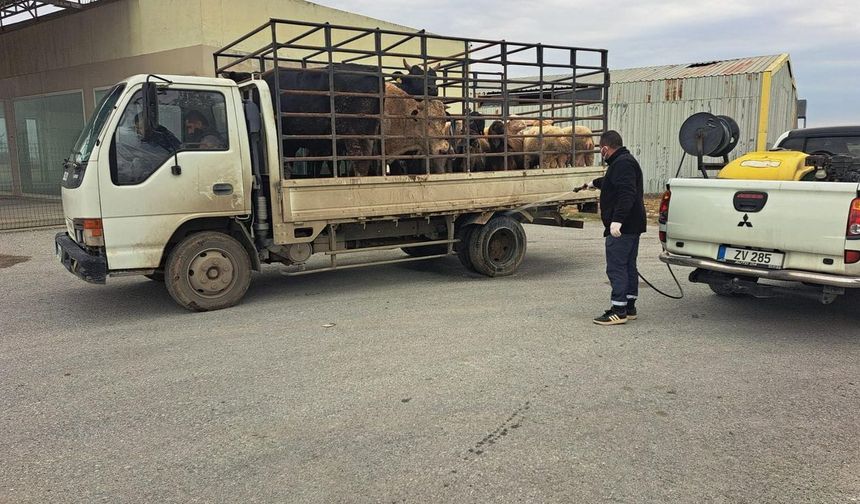 LTB, şap hastalığına karşı tüm tedbirleri hayata geçiriyor