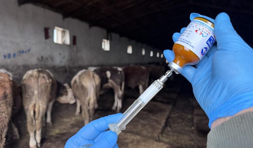 Şap hastalığıyla mücadelede 69 işletmede 7 bin 700 aşılama yapıldı