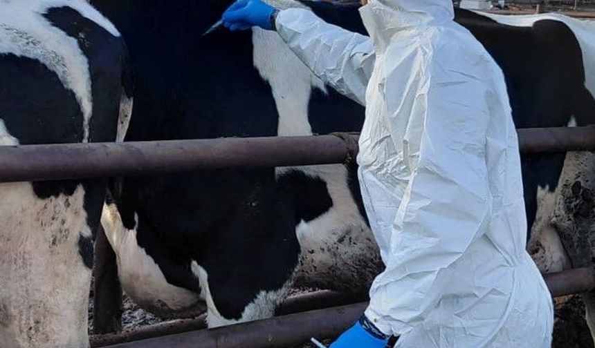 Güney Kıbrıs'a 10 bin doz şap aşısı teslim edildi