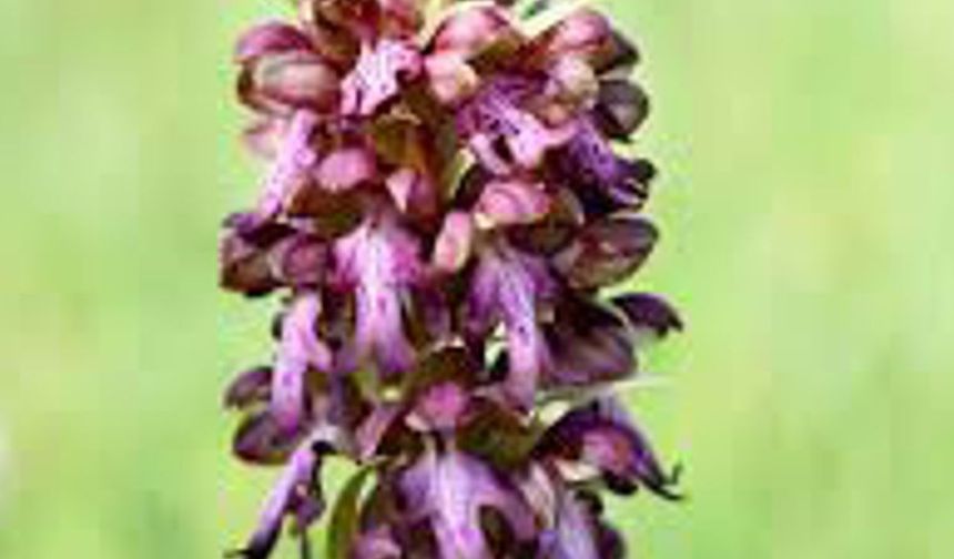 '14. Geleneksel Orkide Vadisi Gözlem Yürüyüşü' pazar günü yapılacak