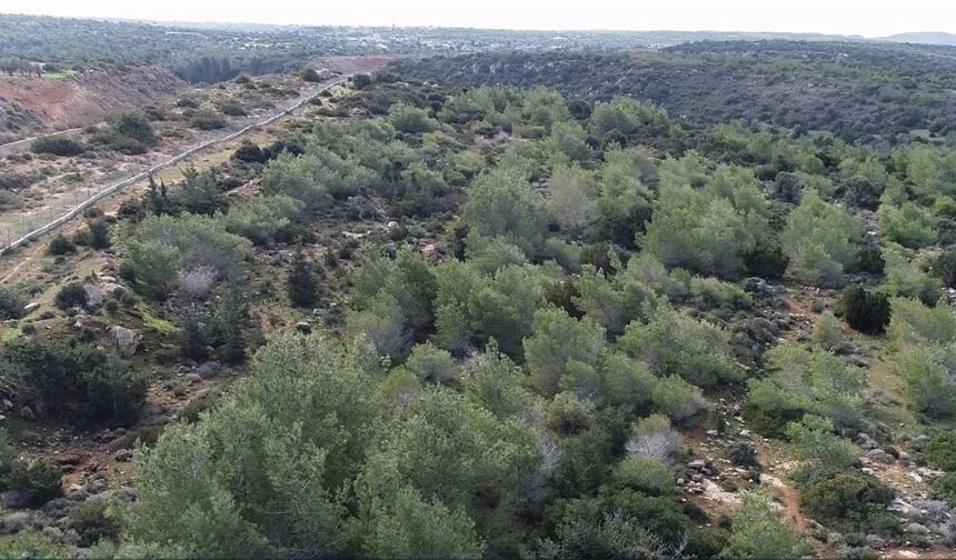 62 Kuruluştan Ortak Tepki: 3 Bin 500 Dönüm Orman Arazisinin Devrine Ret
