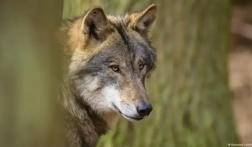 1998'den beri ilk kez: Almanya'da bir kurt bir kadını ısırdı