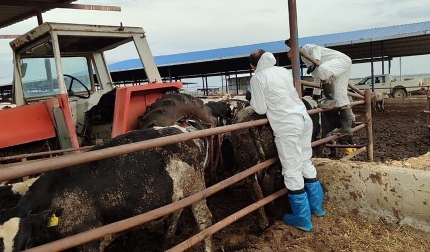 Güney Kıbrıs'ta şap hastalığı domuz çiftliklerine de sıçradı