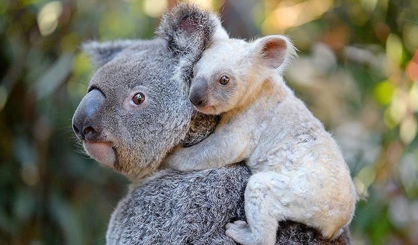 Melios hayvanat bahçesi mahkeme emriyle kapatıldı: