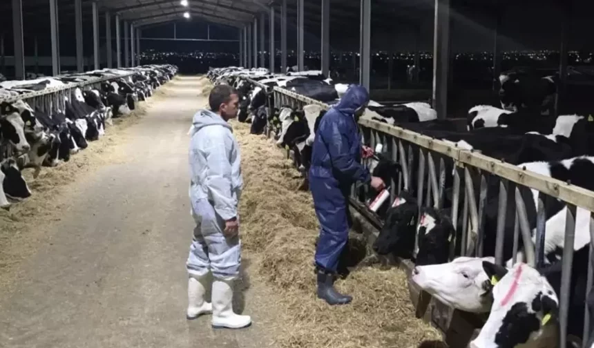 Şap hastalığı için Sağlık Teknik Komitesi'ndeki Kıbrıslı Türk üyelerle yeniden diyalog gündemde