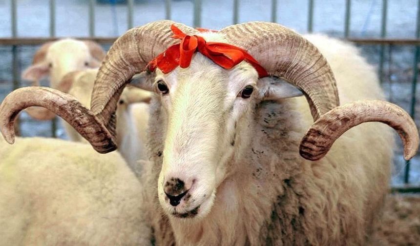 Kurban Bayramı çarşamba günü başlıyor