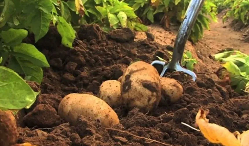 Patates üreticileri için itiraz süresi çarşambaya kadar uzatıldı