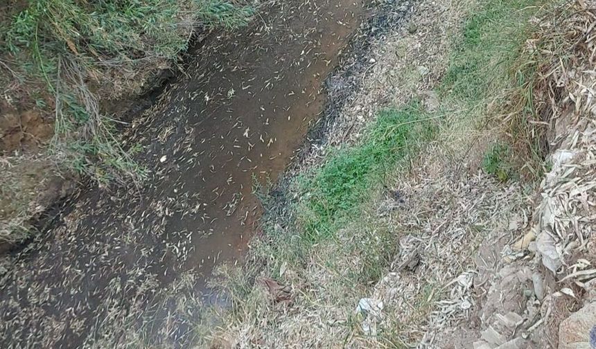 BİO-DER: 'Kanlıdere'de gözlenen kirlilik bulguları çevre, halk sağlığı ve canlı yaşamını tehdit ediyor'