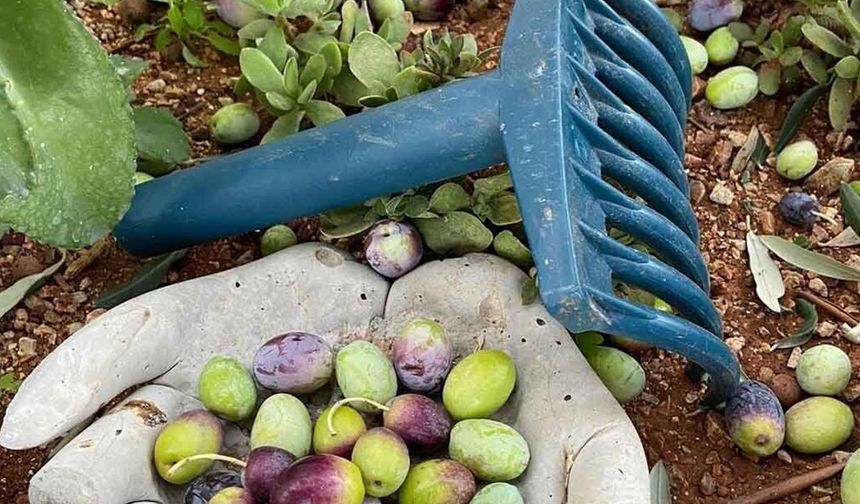 Lefkoşa'da zeytin hasadı 4 Eylül'de başlayacak